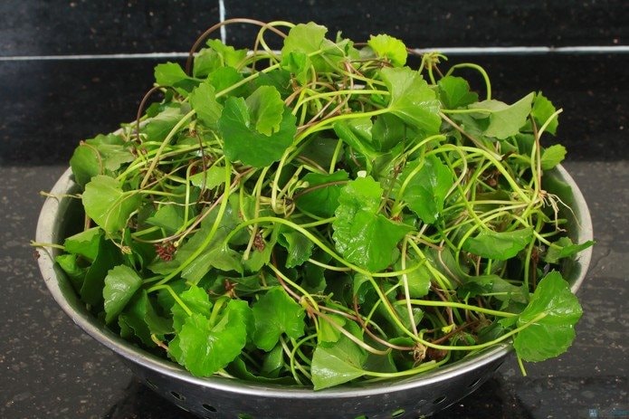 4 loại rau d&acirc;n d&atilde; ở Việt Nam được v&iacute; bổ như s&acirc;m- Ảnh 1.