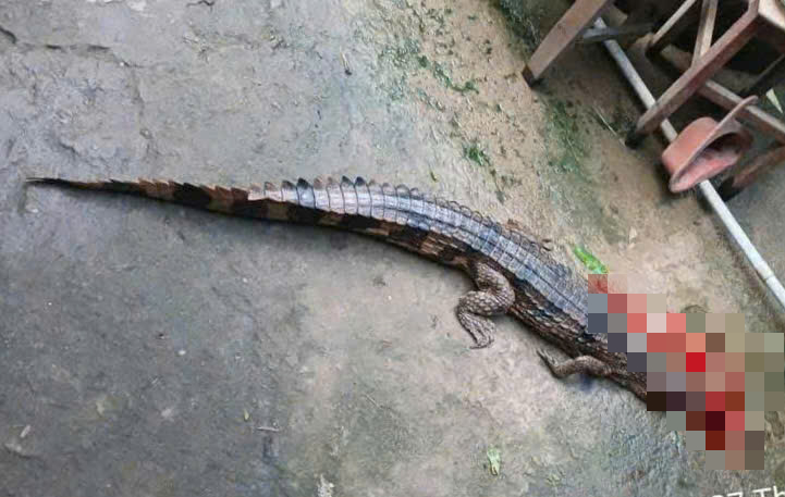 Vụ c&aacute; sấu cắn thầy gi&aacute;o ở T&acirc;y Ninh: Phạt người nu&ocirc;i 315 triệu đồng- Ảnh 1.