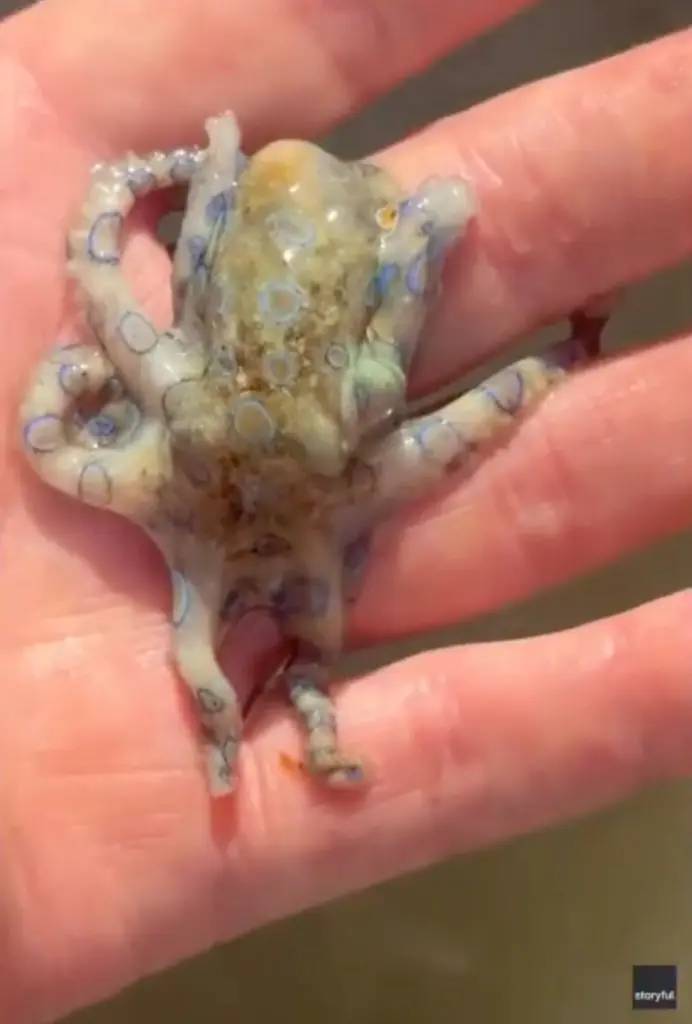 Đi nghỉ dưỡng, du kh&aacute;ch v&ocirc; t&igrave;nh cầm tr&ecirc;n tay &ldquo;thần chết đại dương&rdquo; c&oacute; nọc độc gấp 1.000 lần Xyanua- Ảnh 1.