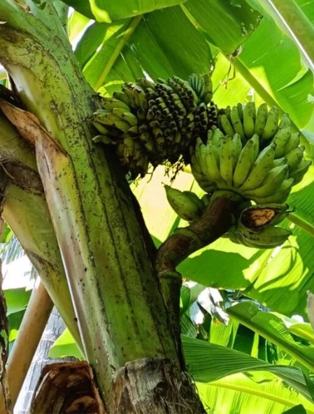 C&acirc;y chuối trong l&agrave;ng bỗng xuất hiện hiện tượng lạ, người d&acirc;n x&ocirc;n xao 