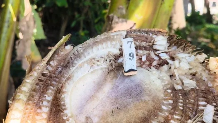 C&acirc;y chuối trong l&agrave;ng bỗng xuất hiện hiện tượng lạ, người d&acirc;n x&ocirc;n xao 