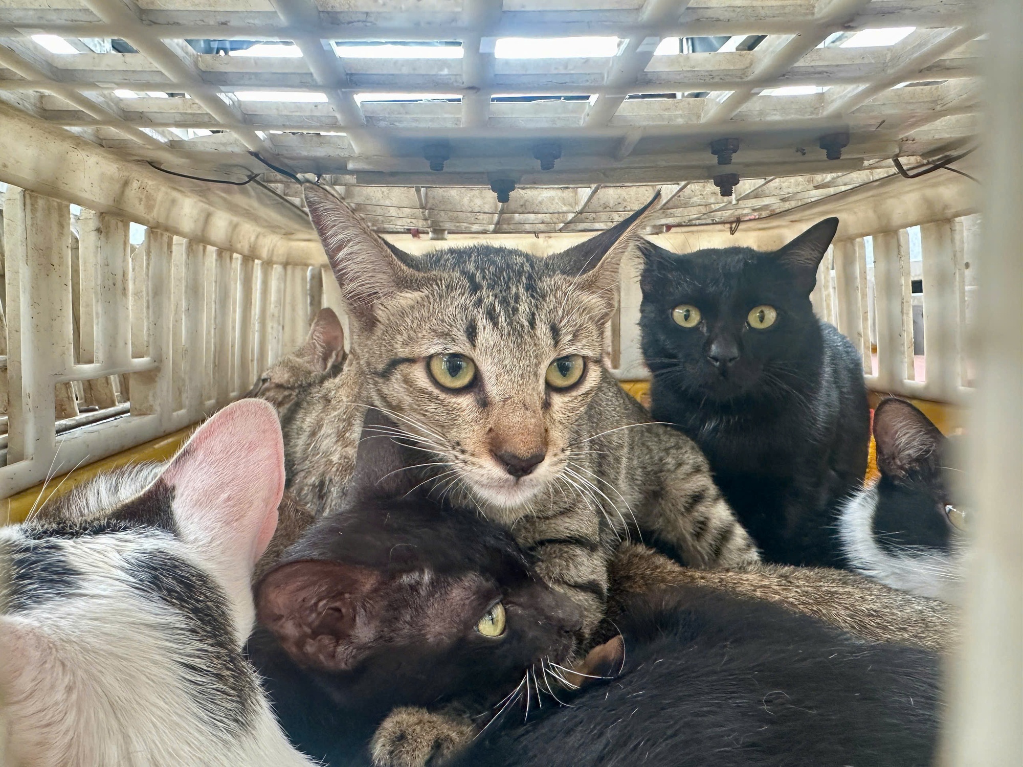 Diễn biến mới vụ ớn lạnh bên trong kho chứa mèo ở Đồng Tháp- Ảnh 2.