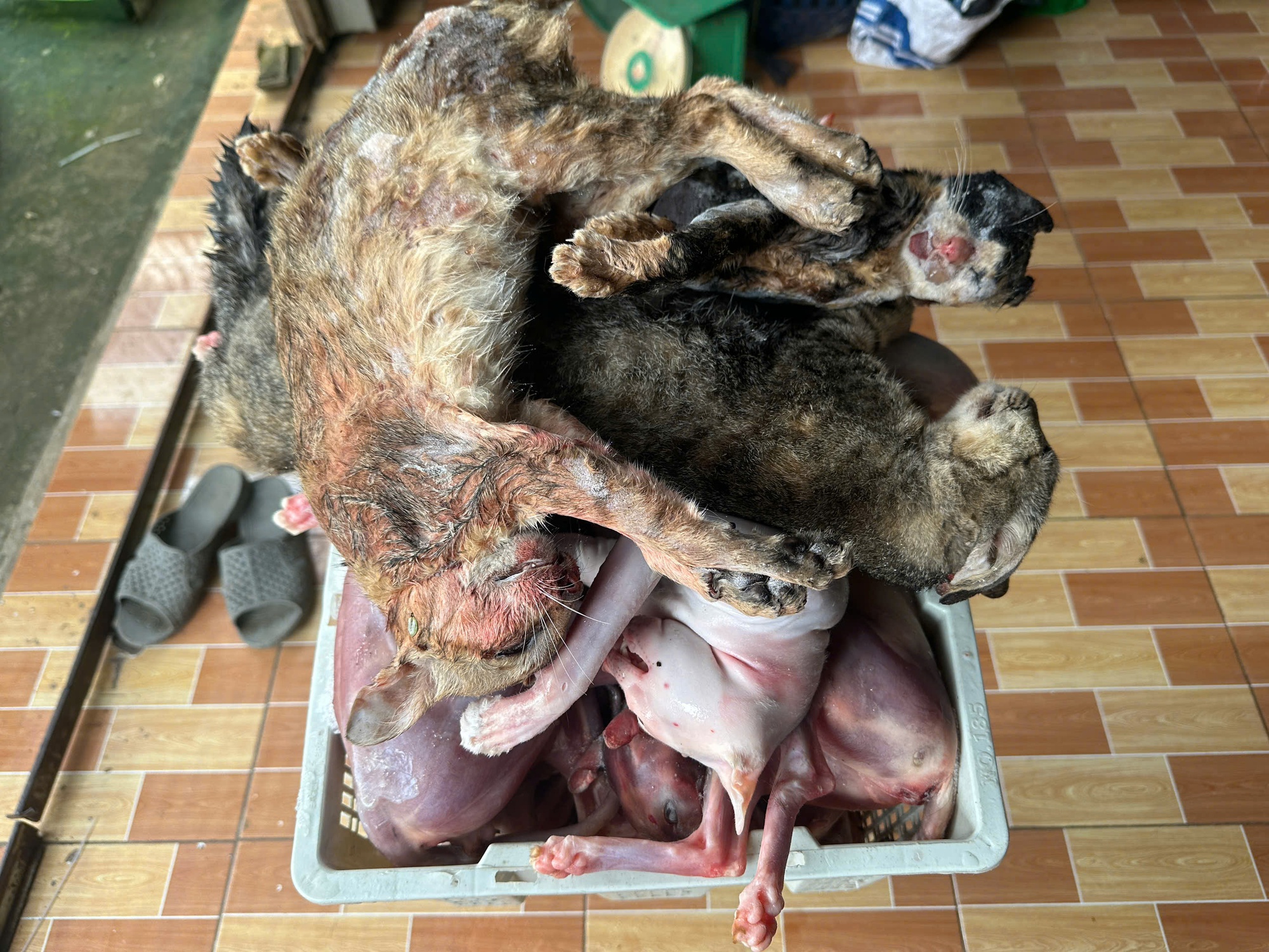 Diễn biến mới vụ ớn lạnh bên trong kho chứa mèo ở Đồng Tháp- Ảnh 5.