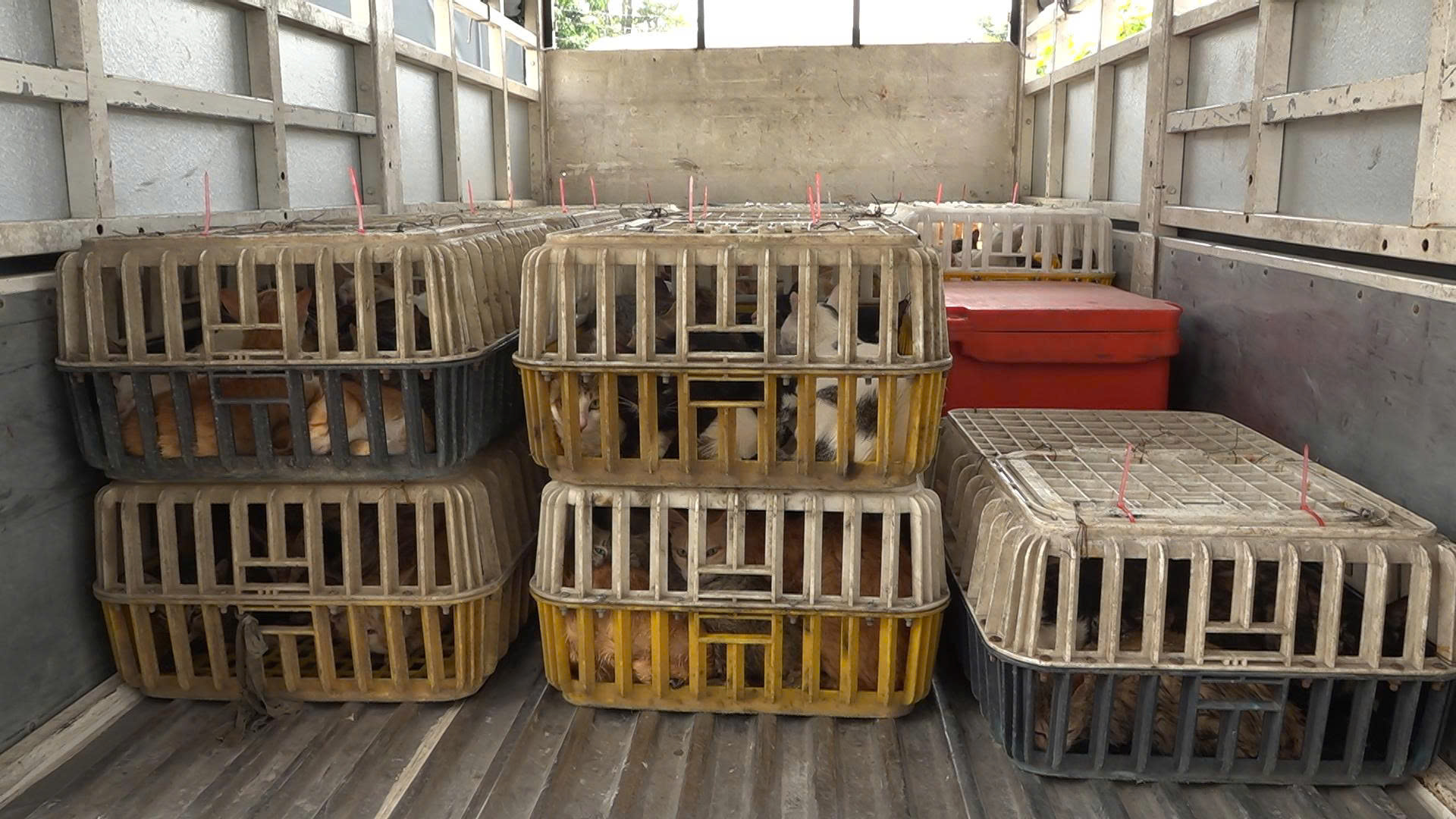 Diễn biến mới vụ ớn lạnh bên trong kho chứa mèo ở Đồng Tháp- Ảnh 4.