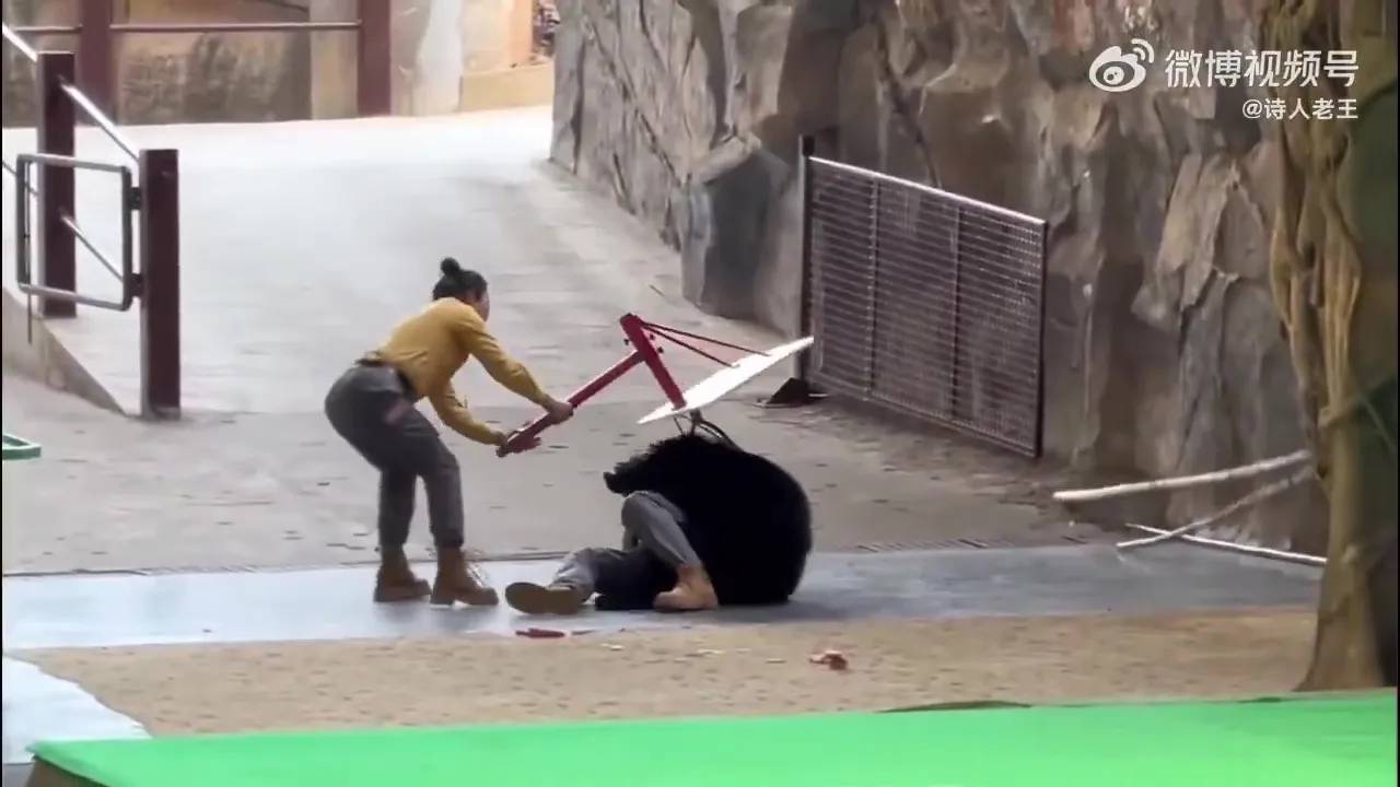 Kinh ho&agrave;ng khoảnh khắc gấu đen tấn c&ocirc;ng huấn luyện vi&ecirc;n trong sở th&uacute;- Ảnh 2.