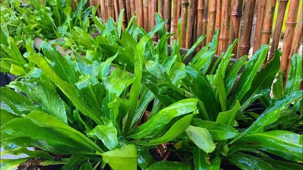 Rau rẻ b&egrave;o &ldquo;qu&eacute;t sạch mỡ m&aacute;u&rdquo;, từ l&aacute; đến rễ đều l&agrave; thuốc qu&yacute;- Ảnh 1.