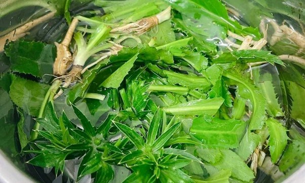 Rau rẻ b&egrave;o &ldquo;qu&eacute;t sạch mỡ m&aacute;u&rdquo;, từ l&aacute; đến rễ đều l&agrave; thuốc qu&yacute;- Ảnh 2.