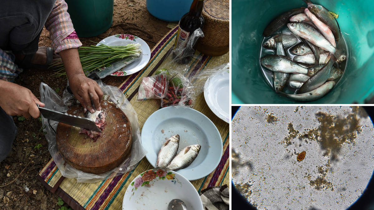 M&oacute;n ăn chế biến từ c&aacute; "dẫn lối" cho ung thư: Th&iacute;ch tới mấy cũng phải d&egrave; chừng- Ảnh 2.