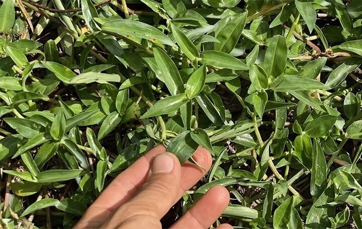 Loại rau mọc đầy ruộng gi&uacute;p hạ sốt, lợi tiểu, hỗ trợ vi&ecirc;m nhiễm- Ảnh 1.