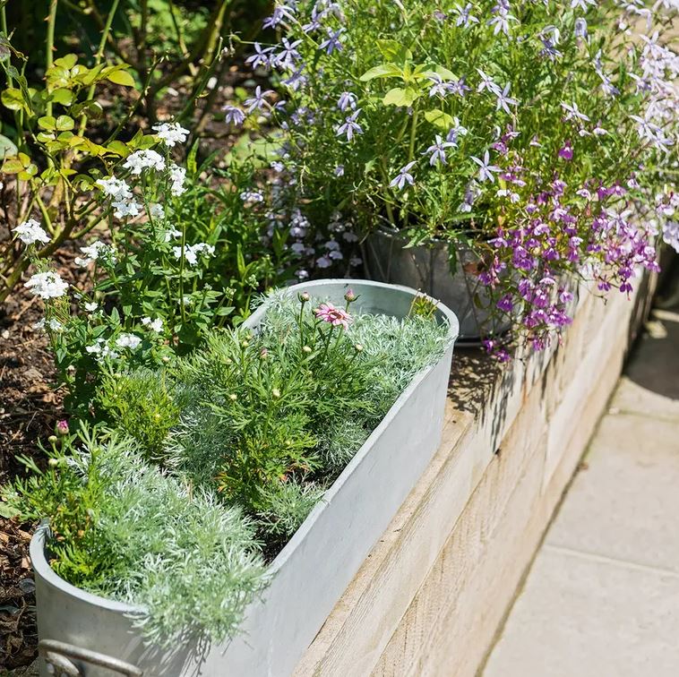 Trồng c&acirc;y ban c&ocirc;ng kỵ nhất 5 sai lầm n&agrave;y: Tiếc l&agrave; nhiều gia chủ chẳng mấy quan t&acirc;m- Ảnh 1.