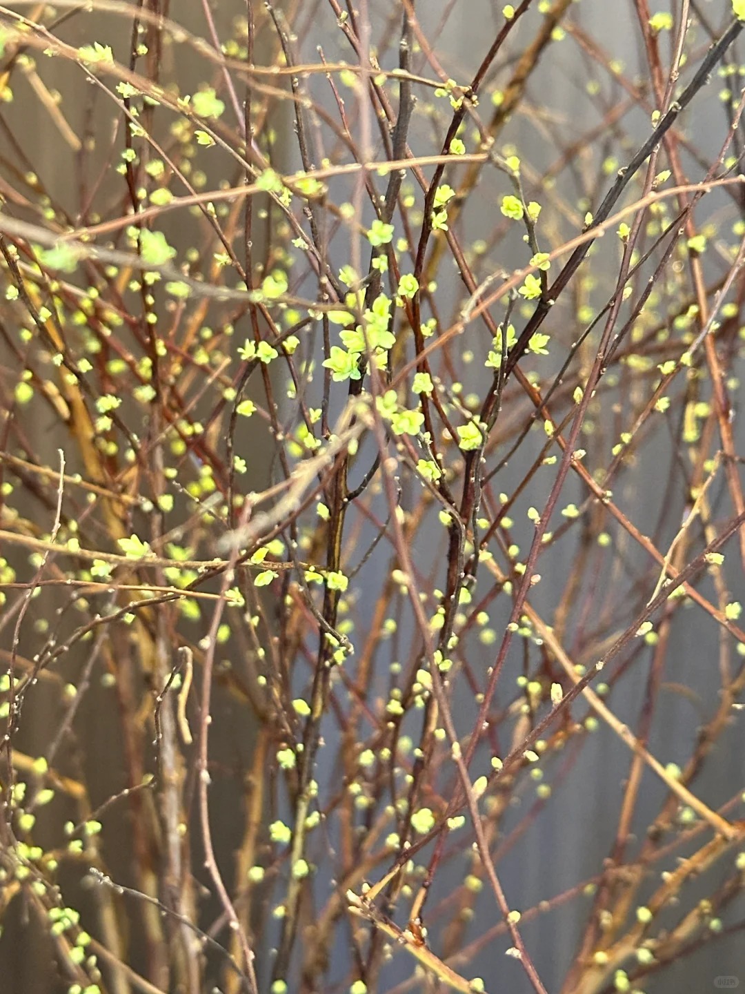 Th&uacute; chơi hoa 