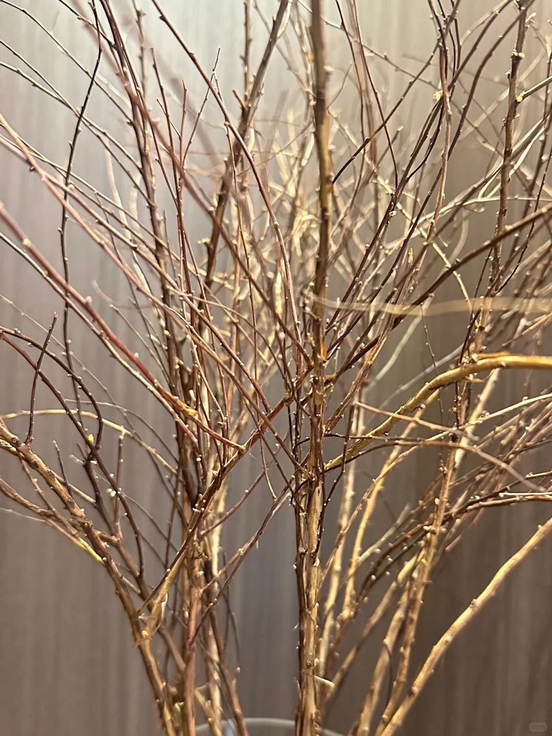 Th&uacute; chơi hoa 