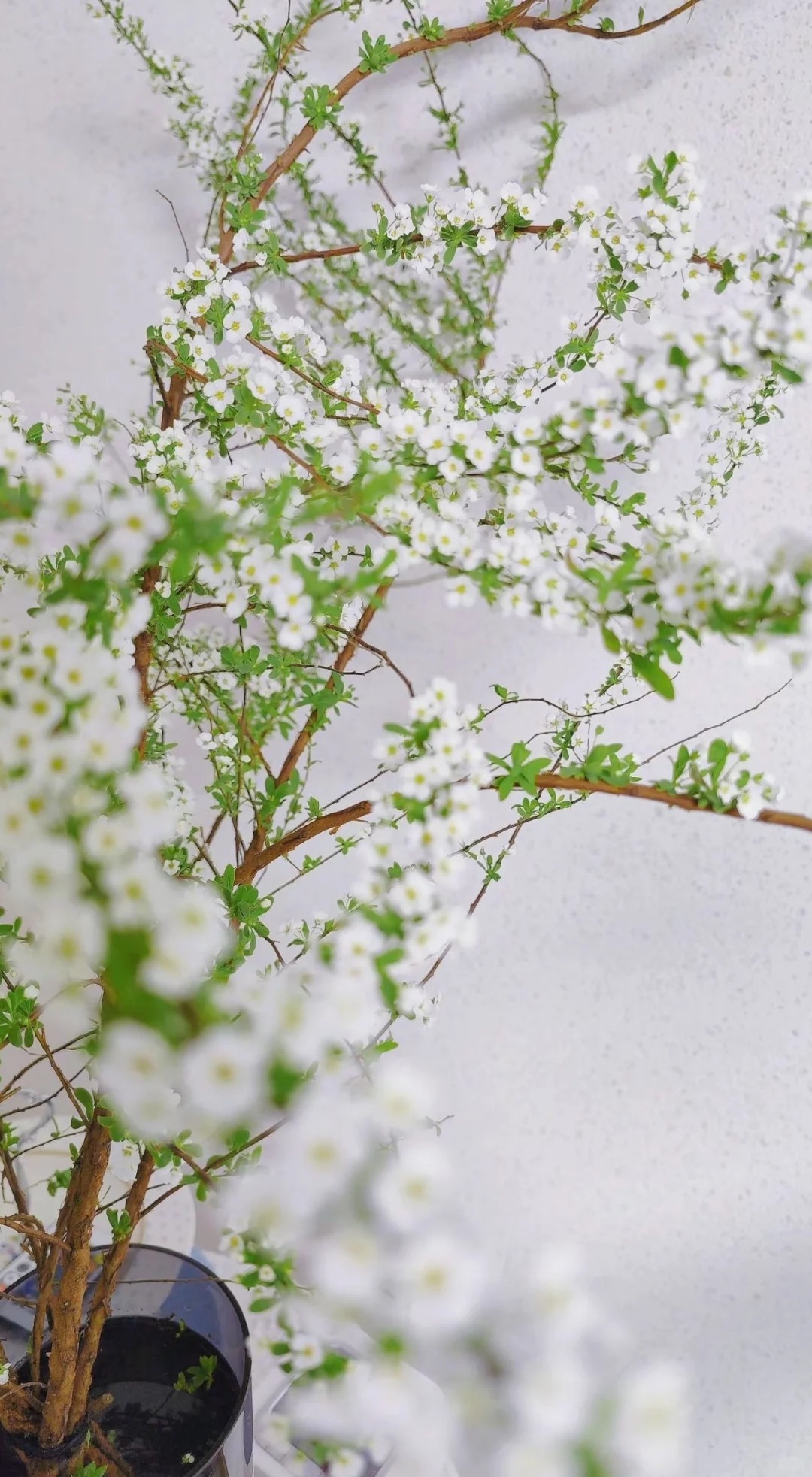 Th&uacute; chơi hoa 