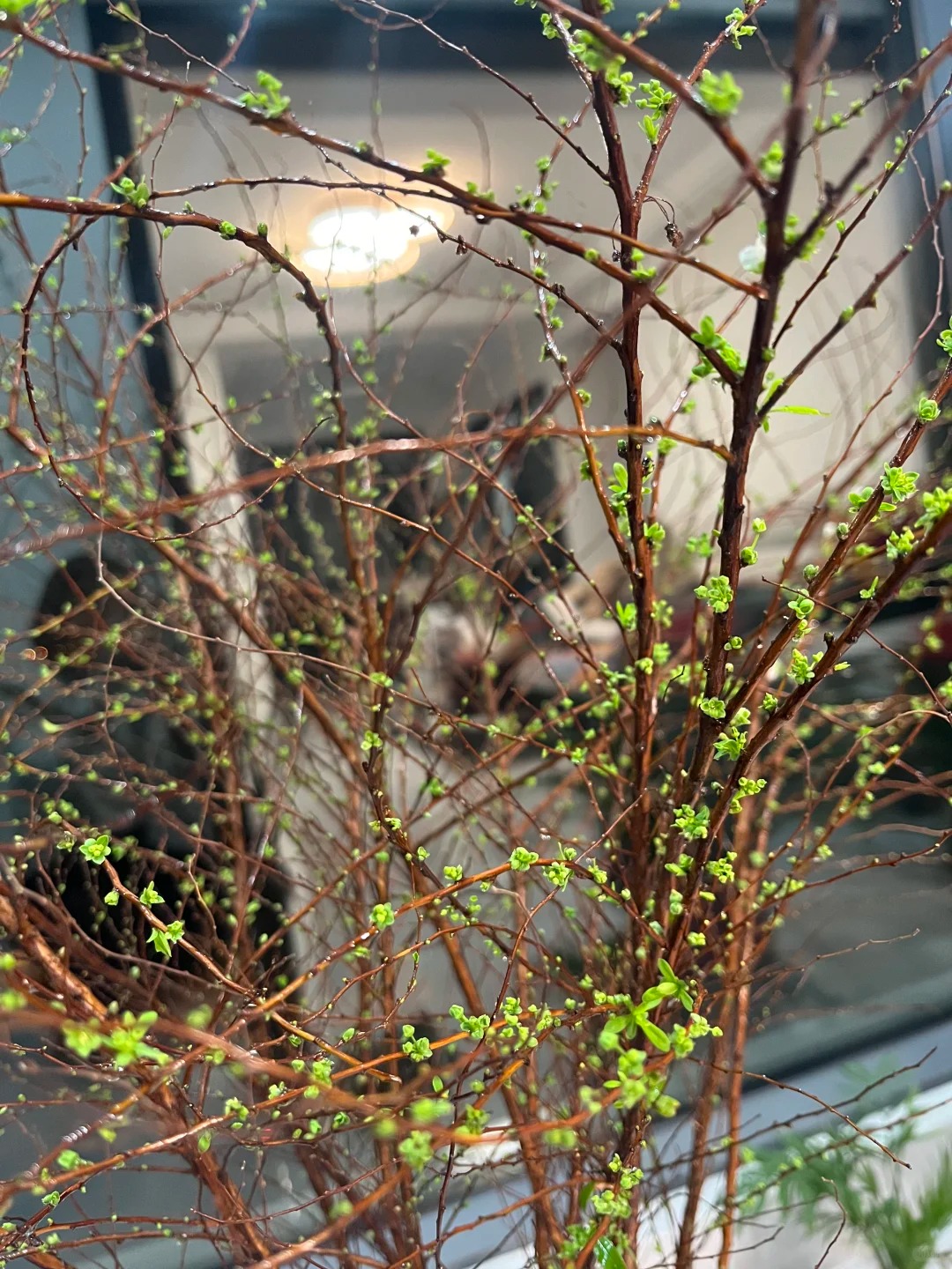 Th&uacute; chơi hoa 