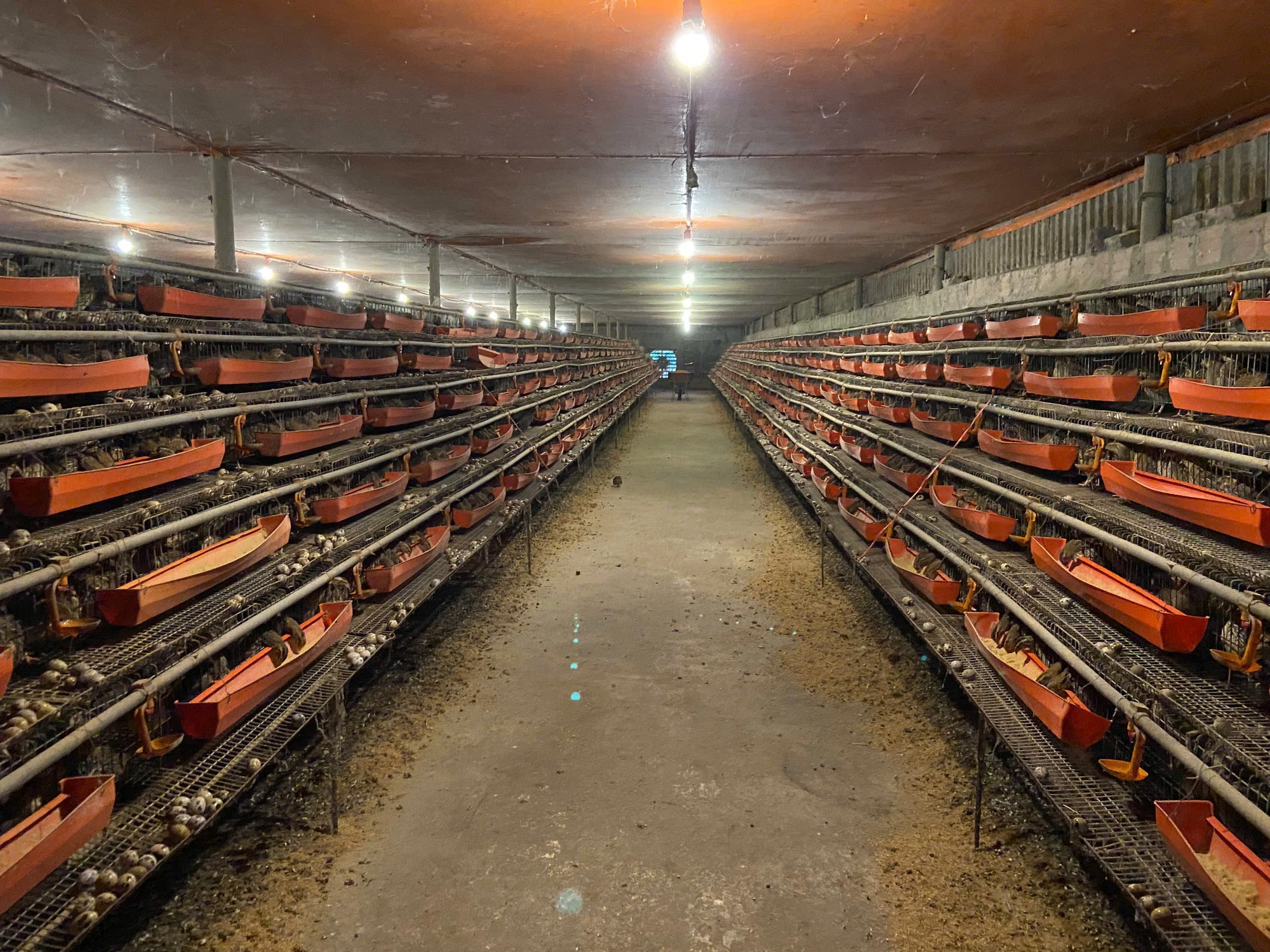 Từ hai b&agrave;n tay trắng, ch&agrave;ng trai trẻ trở th&agrave;nh triệu ph&uacute; nhờ nu&ocirc;i con "mắn đẻ"- Ảnh 2.