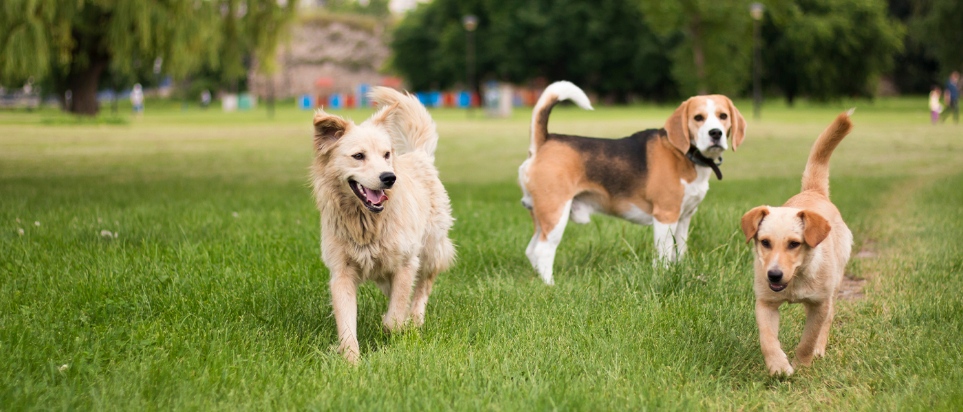 Các nhà khoa học tin rằng nếu con người biến mất, tất cả các loài chó trên hành tinh sẽ biến thành "chó ta" chỉ sau 5 năm- Ảnh 2. Các nhà khoa học tin rằng nếu con người biến mất, tất cả các loài chó trên hành tinh sẽ biến thành "chó ta" chỉ sau 5 năm- Ảnh 2.