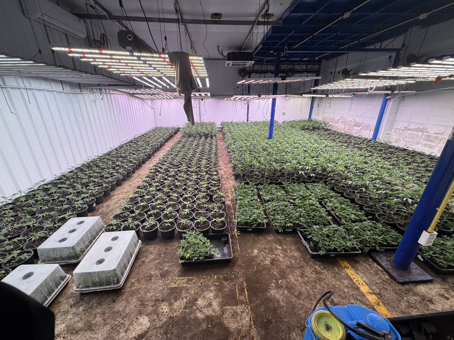 "Mùi quá nồng nặc": Trang trại 1.600 cây cần sa bí mật giữa Bangkok bị triệt phá, 3 người Việt "sa lưới"- Ảnh 2. "Mùi quá nồng nặc": Trang trại 1.600 cây cần sa bí mật giữa Bangkok bị triệt phá, 3 người Việt "sa lưới"- Ảnh 2.