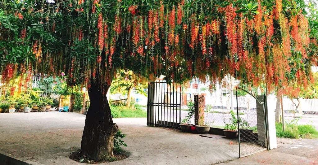 Nhà trồng 4 cây này thì giữ cho kỹ, gia chủ không giàu cũng khó mà nghèo, chặt đi là mất lộc ngay- Ảnh 1. Nhà trồng 4 cây này thì giữ cho kỹ, gia chủ không giàu cũng khó mà nghèo, chặt đi là mất lộc ngay- Ảnh 1.