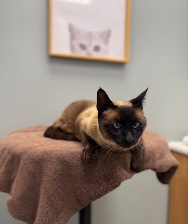 Xem camera, người phụ nữ sốc nặng khi thấy h&agrave;nh động của shipper- Ảnh 2.