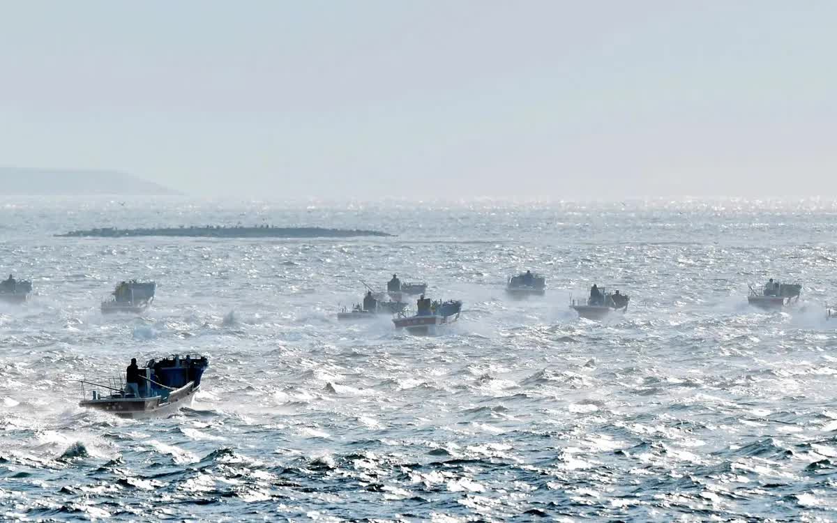 T&agrave;u c&aacute; tiến v&agrave;o khu vực thu hoạch tảo kombu ngo&agrave;i khơi Nemuro, Hokkaido, Nhật Bản, ng&agrave;y 2/6/2018 (Ảnh: The Asahi Shimbun/Getty Images)