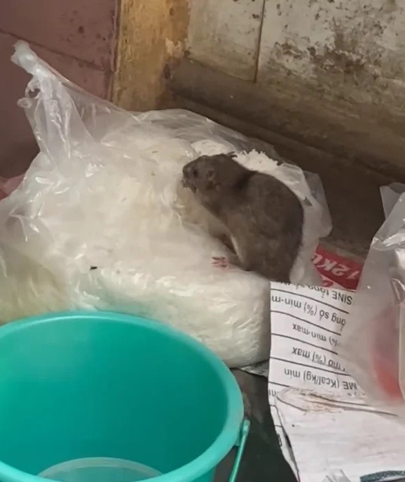 Clip chuột ăn rau trong tủ b&aacute;nh m&igrave; ở H&agrave; Nội khiến người xem r&ugrave;ng m&igrave;nh: Chủ qu&aacute;n giải th&iacute;ch- Ảnh 1.