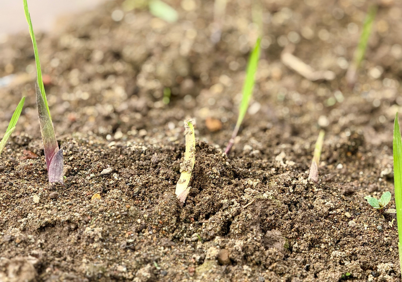 'Thủ phủ' hoa lay ơn lớn nhất cả nước sau lũ: Vun đất m&agrave; l&ograve;ng nặng trĩu- Ảnh 3.