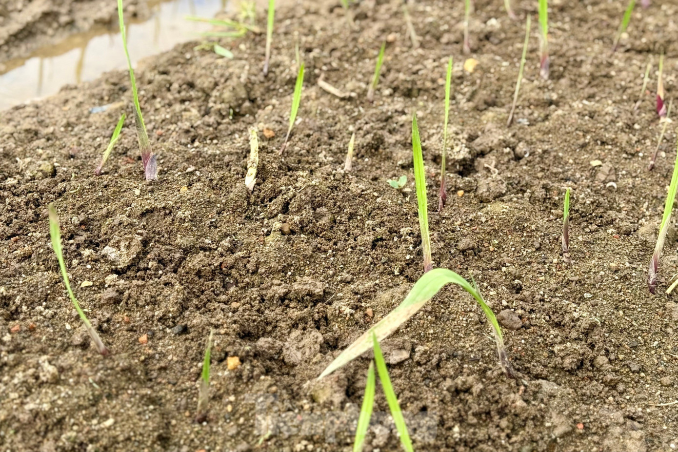 'Thủ phủ' hoa lay ơn lớn nhất cả nước sau lũ: Vun đất m&agrave; l&ograve;ng nặng trĩu- Ảnh 5.