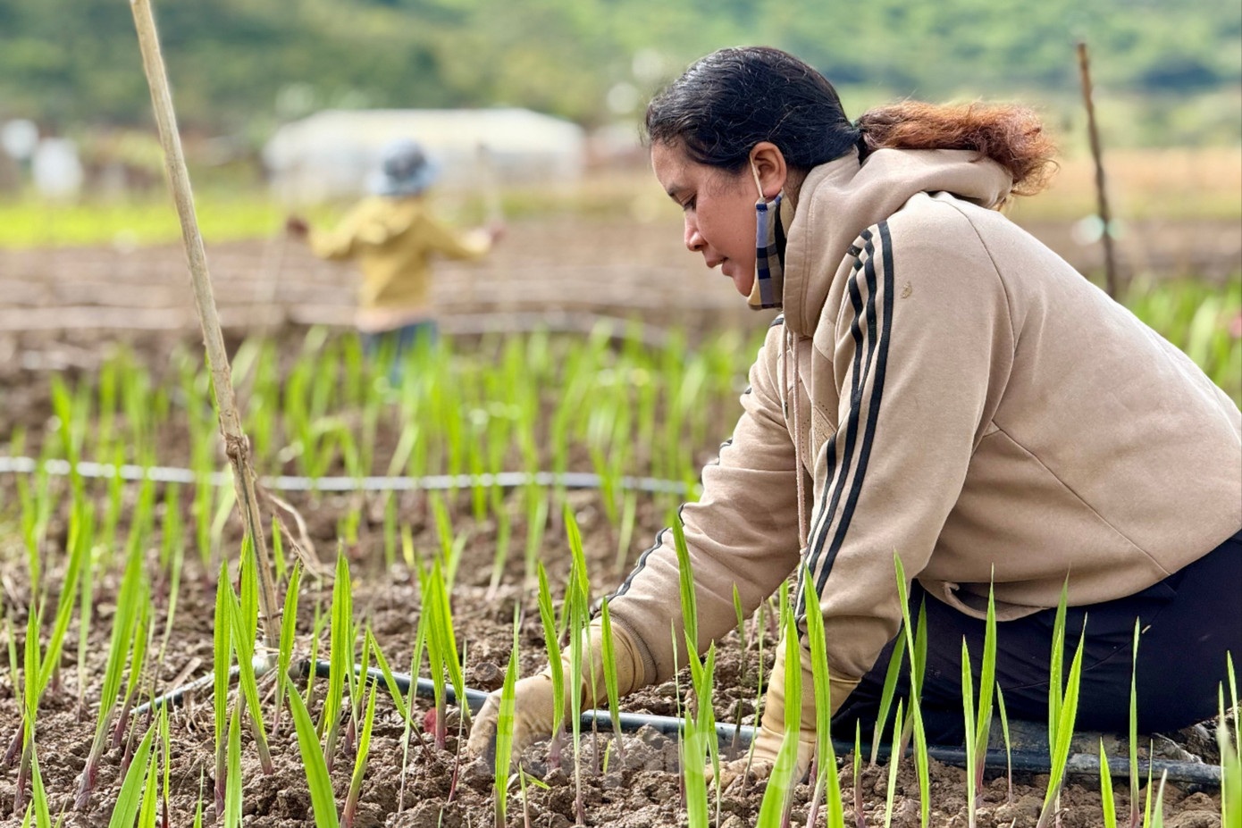 'Thủ phủ' hoa lay ơn lớn nhất cả nước sau lũ: Vun đất m&agrave; l&ograve;ng nặng trĩu- Ảnh 2.