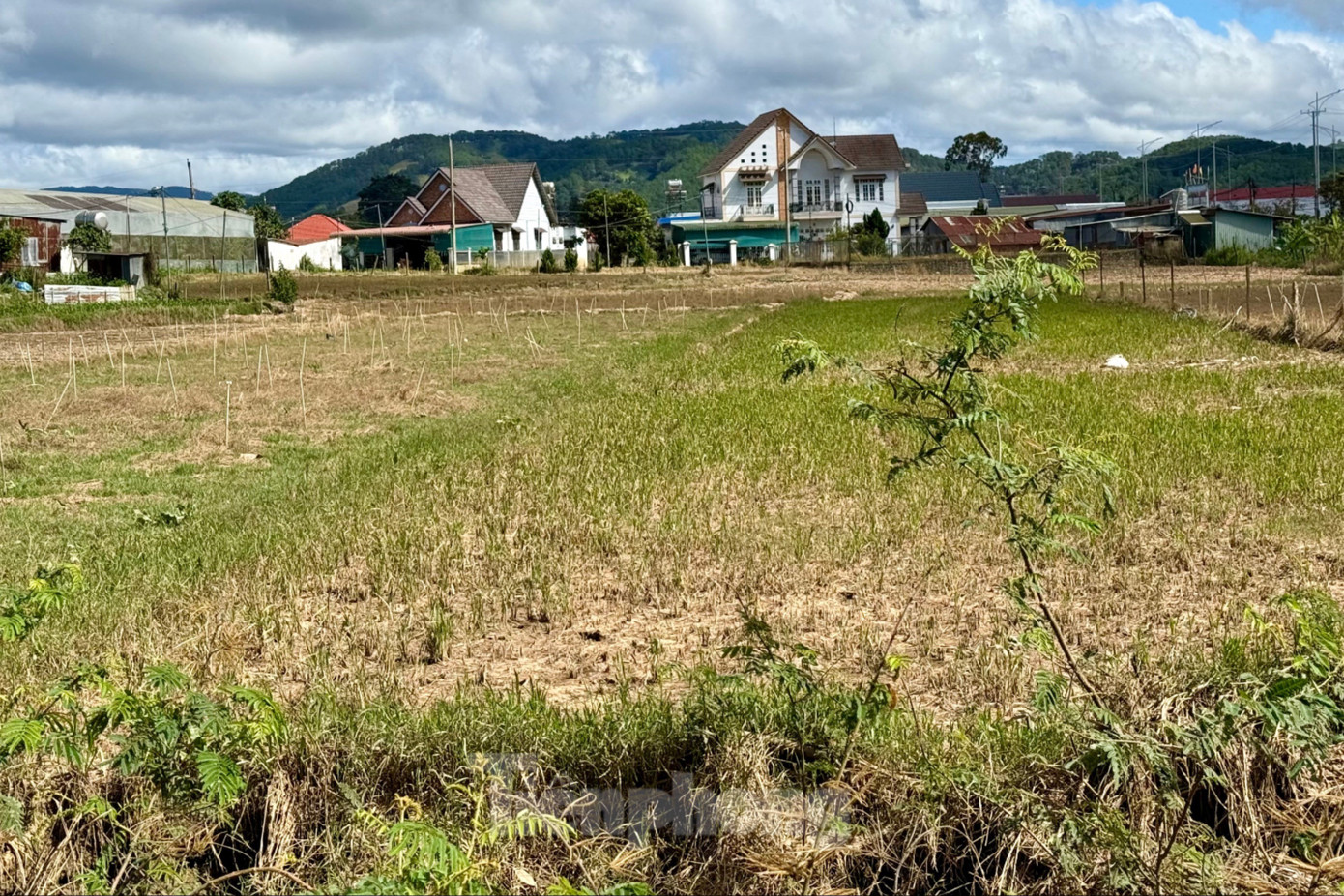 'Thủ phủ' hoa lay ơn lớn nhất cả nước sau lũ: Vun đất m&agrave; l&ograve;ng nặng trĩu- Ảnh 1.