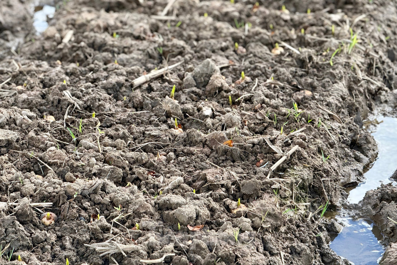 'Thủ phủ' hoa lay ơn lớn nhất cả nước sau lũ: Vun đất m&agrave; l&ograve;ng nặng trĩu- Ảnh 6.