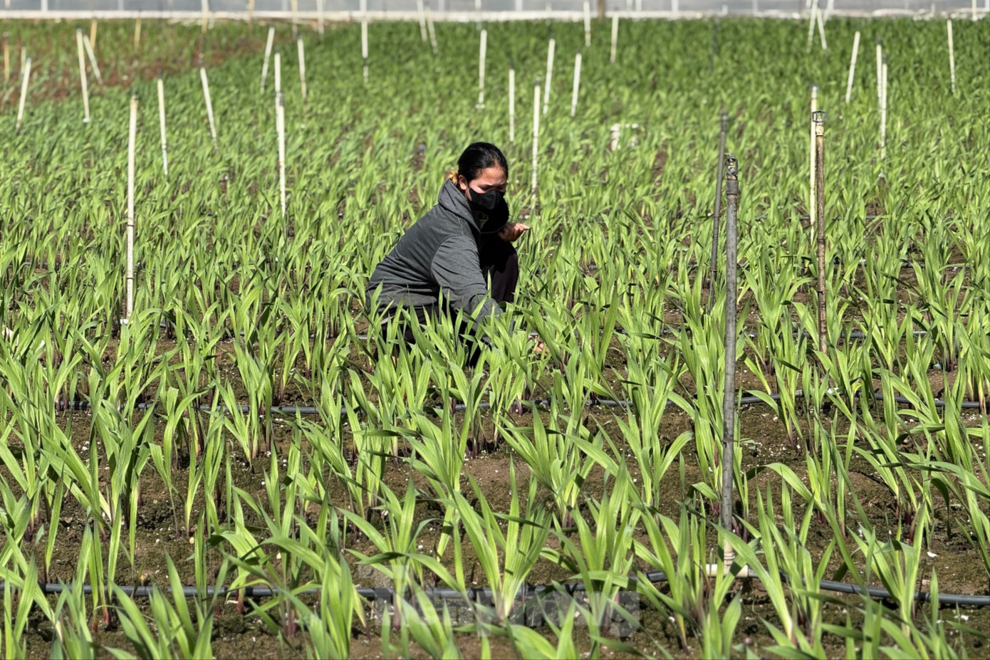 'Thủ phủ' hoa lay ơn lớn nhất cả nước sau lũ: Vun đất m&agrave; l&ograve;ng nặng trĩu- Ảnh 7.