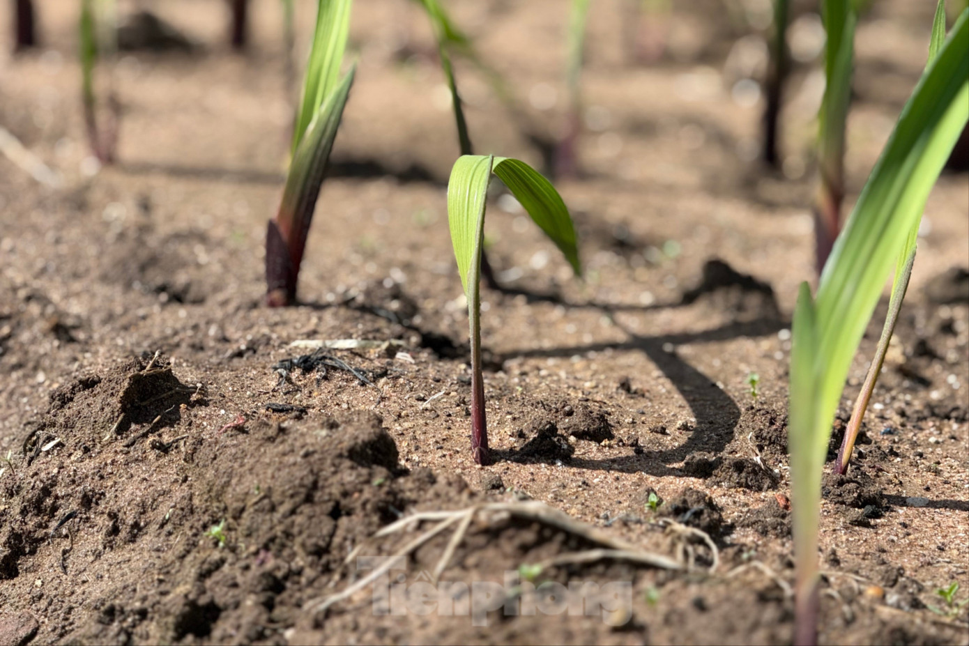 'Thủ phủ' hoa lay ơn lớn nhất cả nước sau lũ: Vun đất m&agrave; l&ograve;ng nặng trĩu- Ảnh 4.