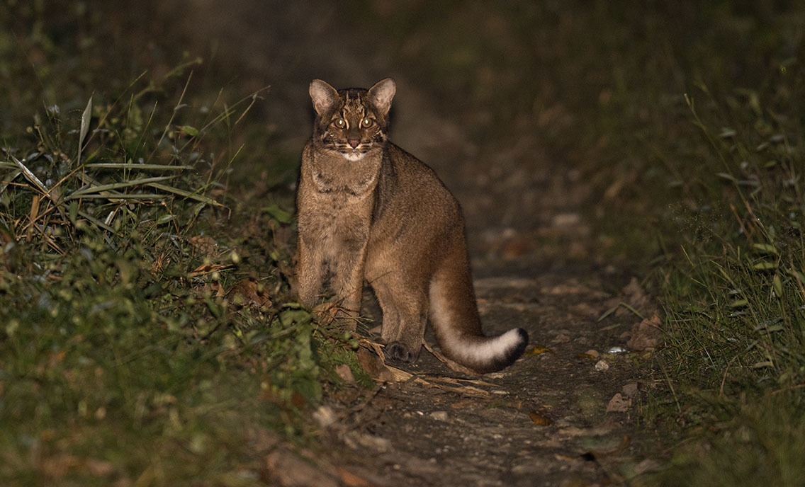 Đặt 120 bẫy ảnh, sau hơn 2 tháng chuyên gia bất ngờ phát hiện loài vật hiếm từng vắng bóng nhiều năm- Ảnh 4. Đặt 120 bẫy ảnh, sau hơn 2 tháng chuyên gia bất ngờ phát hiện loài vật hiếm từng vắng bóng nhiều năm- Ảnh 4.