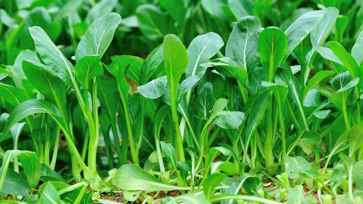 5 thực phẩm người c&oacute; u tuyến gi&aacute;p kh&ocirc;ng n&ecirc;n ăn d&ugrave; th&egrave;m đến mấy- Ảnh 1.