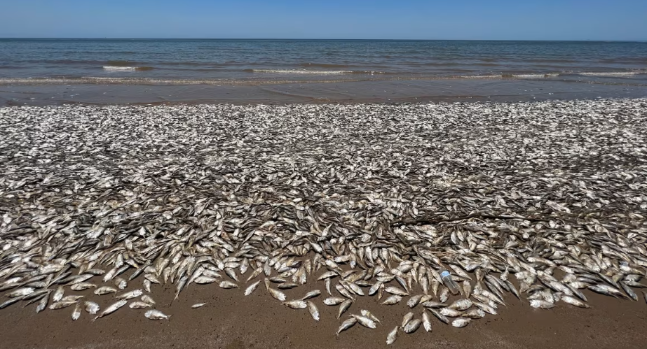 H&agrave;ng triệu con c&aacute; đột ngột chết: Đ&acirc;y l&agrave; điềm b&aacute;o g&igrave; cho nh&acirc;n loại?- Ảnh 2.