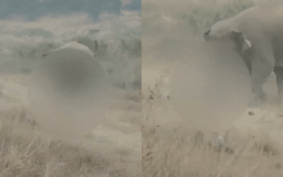 Khoảnh khắc rùng rợn: Người đàn ông bị đàn voi hoang dã giẫm chết khi mải tiến tới chụp ảnh selfie- Ảnh 1. Khoảnh khắc rùng rợn: Người đàn ông bị đàn voi hoang dã giẫm chết khi mải tiến tới chụp ảnh selfie- Ảnh 1.