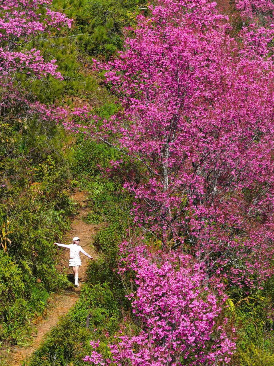 Lo&agrave;i hoa b&aacute;o Tết của người H'M&ocirc;ng bung nở khắp n&uacute;i rừng- Ảnh 7.