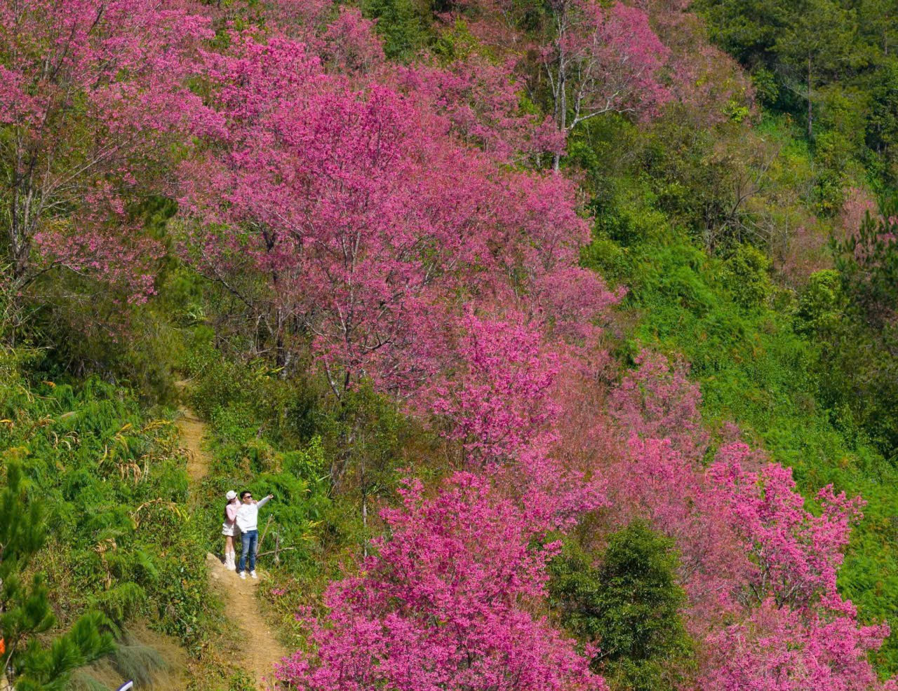 Lo&agrave;i hoa b&aacute;o Tết của người H'M&ocirc;ng bung nở khắp n&uacute;i rừng- Ảnh 2.