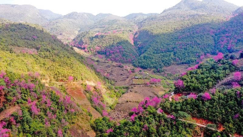 Lo&agrave;i hoa b&aacute;o Tết của người H'M&ocirc;ng bung nở khắp n&uacute;i rừng- Ảnh 1.