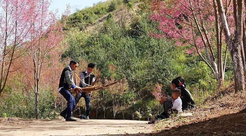 Lo&agrave;i hoa b&aacute;o Tết của người H'M&ocirc;ng bung nở khắp n&uacute;i rừng- Ảnh 5.