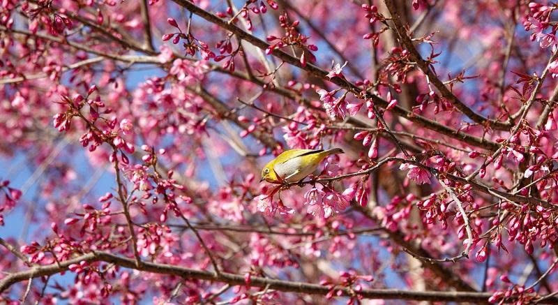 Lo&agrave;i hoa b&aacute;o Tết của người H'M&ocirc;ng bung nở khắp n&uacute;i rừng- Ảnh 3.