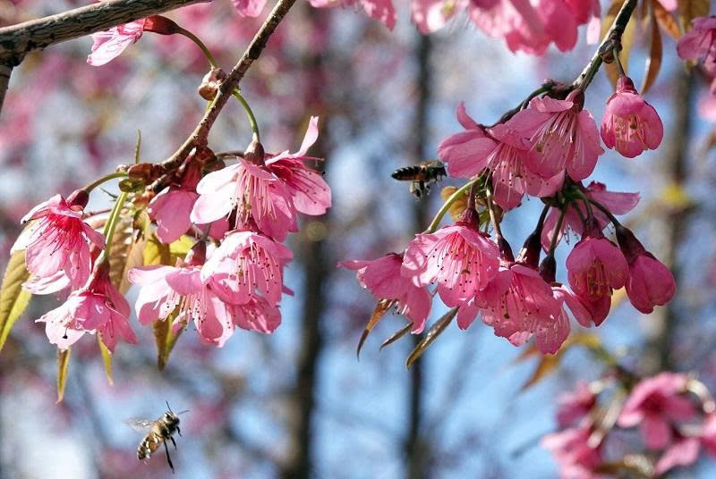 Lo&agrave;i hoa b&aacute;o Tết của người H'M&ocirc;ng bung nở khắp n&uacute;i rừng- Ảnh 4.