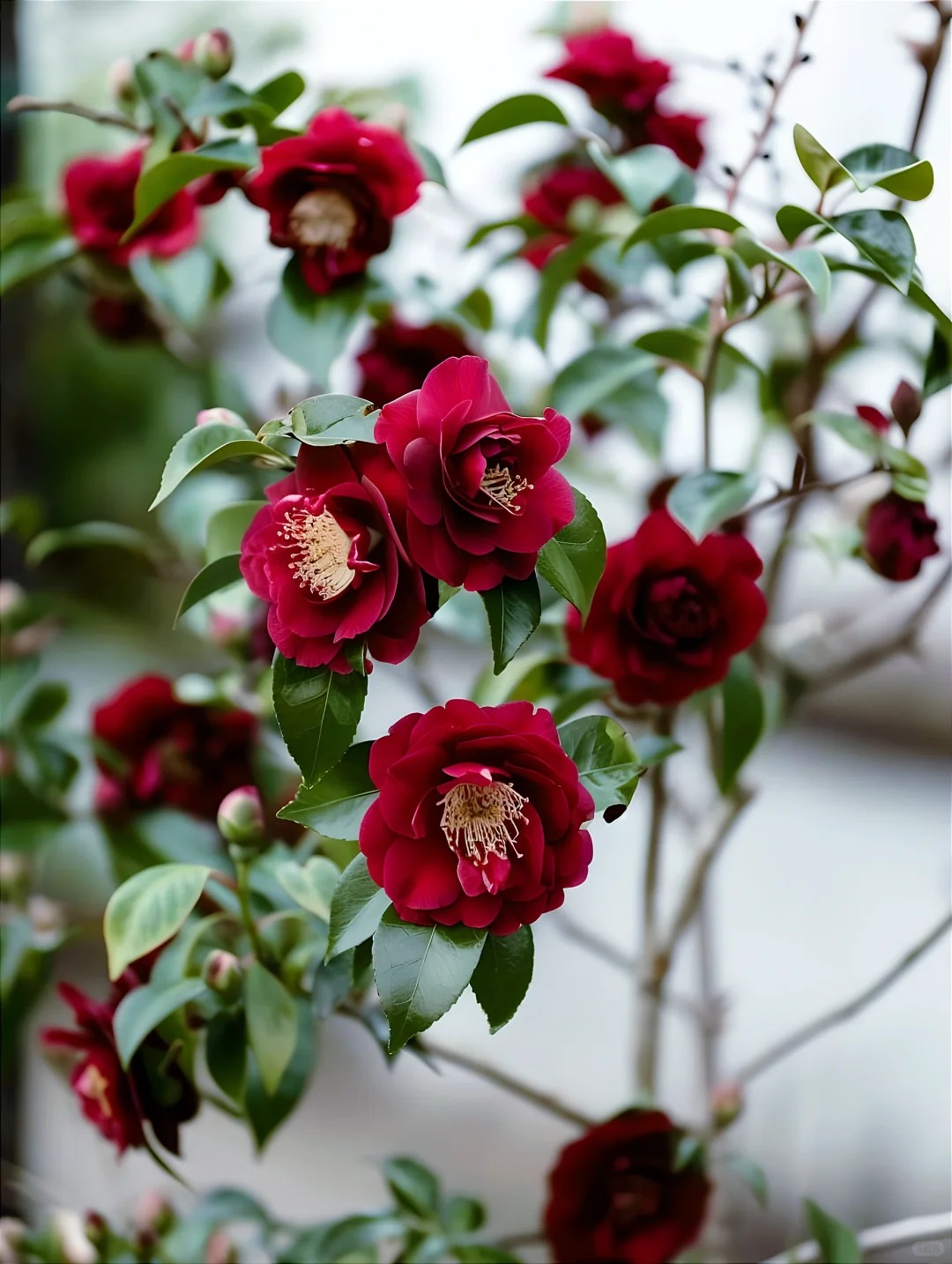 Tết 2026 chơi g&igrave; cho 