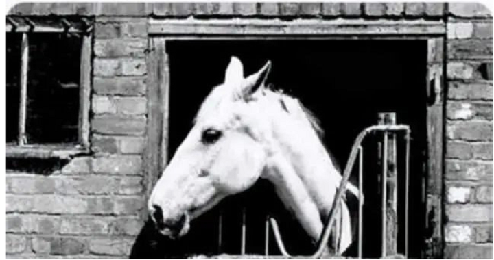 Số phận bi thảm của ch&uacute; ngựa trắng trong phim 'T&acirc;y du k&yacute;'- Ảnh 3.