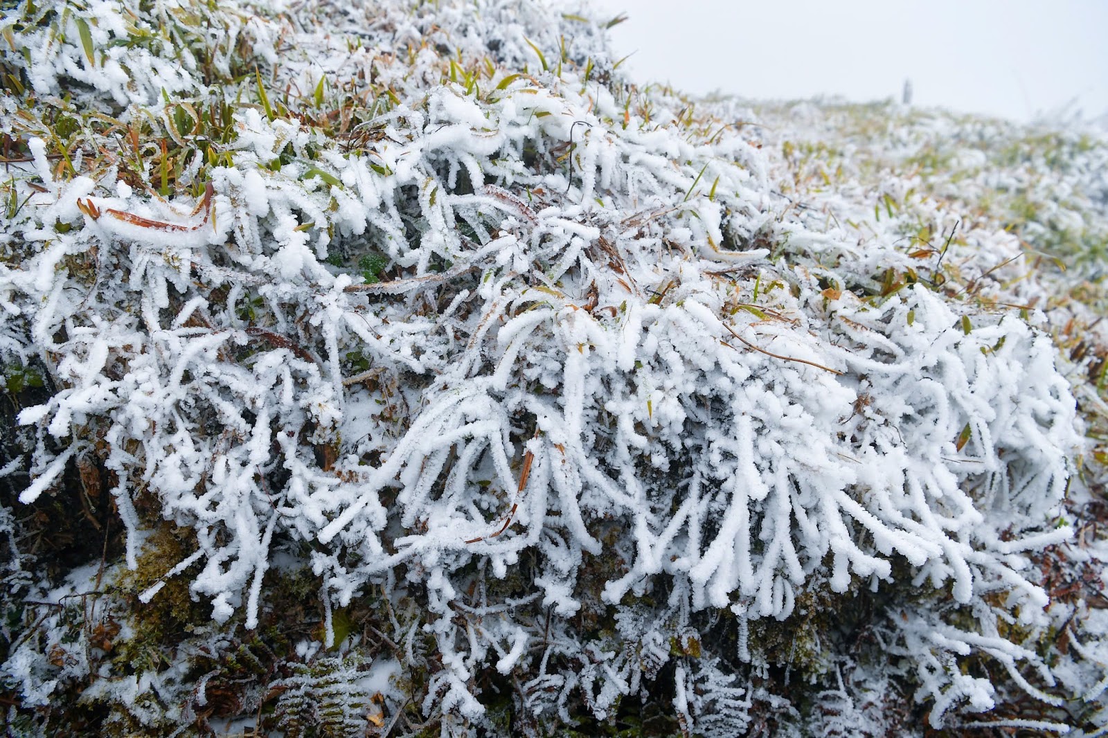 Cảnh tượng tuyết phủ trắng n&oacute;c nh&agrave;, lối đi ở Fansipan đầu năm nay: D&acirc;n t&igrave;nh c&agrave;ng hừng hực kh&iacute; thế đi 