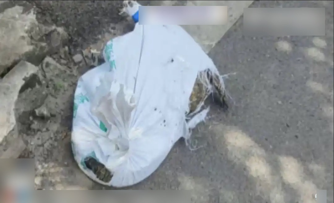 Nhận 97.000 đồng để giao... 1 con cá sấu, shipper gặp nguy khi đơn hàng bất ngờ sống dậy giữa đường đi- Ảnh 2. Nhận 97.000 đồng để giao... 1 con cá sấu, shipper gặp nguy khi đơn hàng bất ngờ sống dậy giữa đường đi- Ảnh 2.