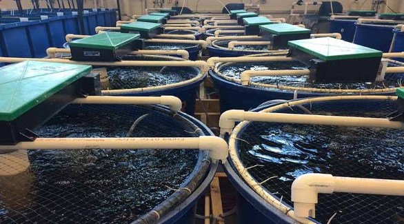 Kh&ocirc;ng phải đất hiếm, Mỹ, Trung Quốc đang đua nhau săn l&ugrave;ng một "mỏ v&agrave;ng" của Việt Nam: Nước ta sở hữu c&ocirc;ng nghệ dẫn đầu thế giới, thu về hơn 4,3 tỷ USD- Ảnh 1.