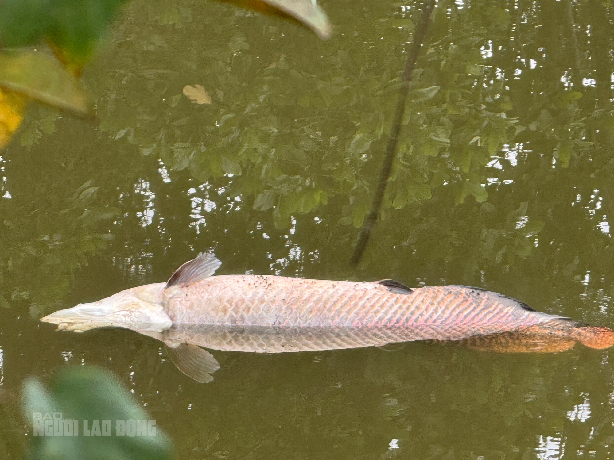 Ph&aacute;t hiện x&aacute;c c&aacute; nghi l&agrave; hải tượng long nổi tr&ecirc;n hồ nước tự nhi&ecirc;n ở Đ&agrave; Nẵng- Ảnh 4.