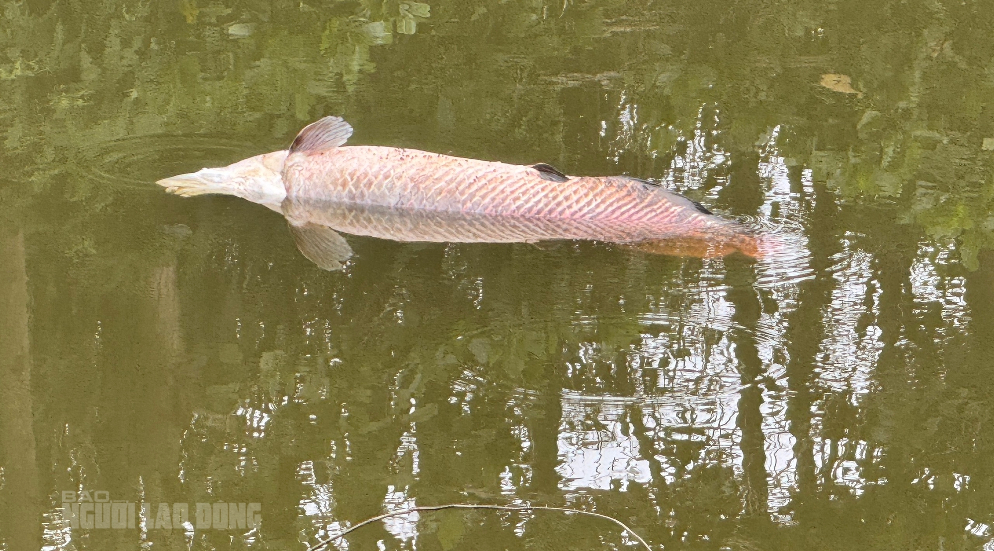 Ph&aacute;t hiện x&aacute;c c&aacute; nghi l&agrave; hải tượng long nổi tr&ecirc;n hồ nước tự nhi&ecirc;n ở Đ&agrave; Nẵng- Ảnh 3.