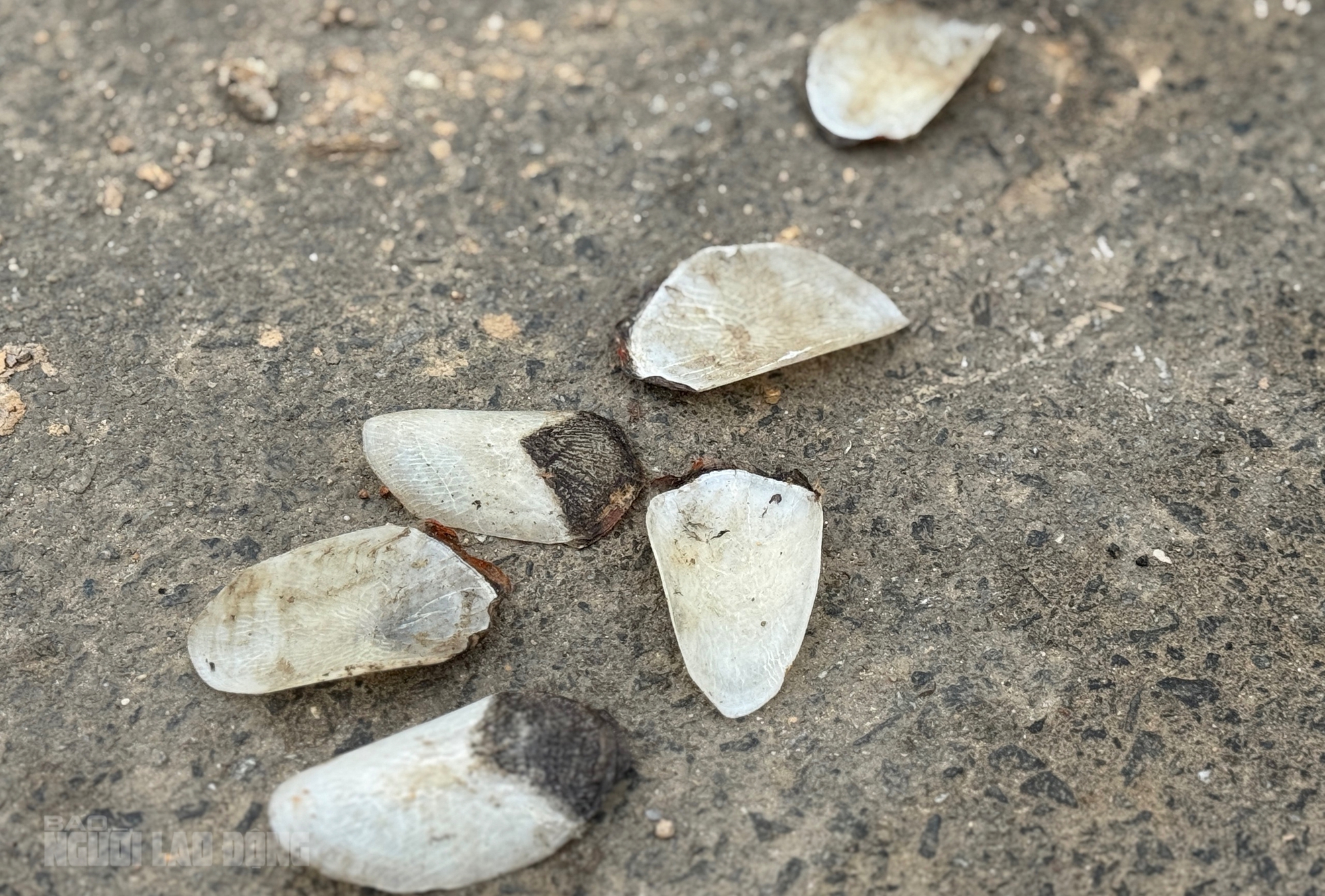 Ph&aacute;t hiện x&aacute;c c&aacute; nghi l&agrave; hải tượng long nổi tr&ecirc;n hồ nước tự nhi&ecirc;n ở Đ&agrave; Nẵng- Ảnh 2.